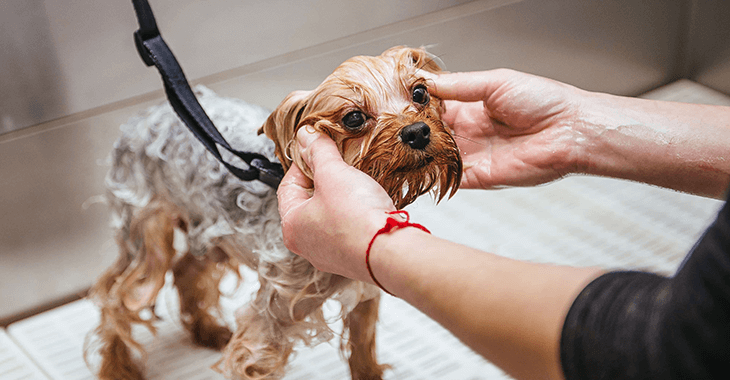 身体を洗われている犬